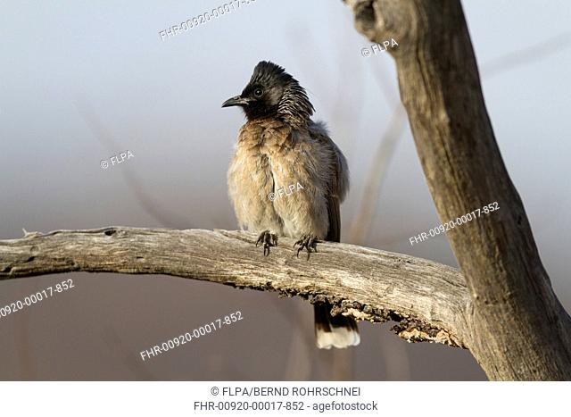 Red-vented Bulbul (Pycnonotus cafer) adult, perched on branch, Ranthambore N.P., Rajasthan, India, March