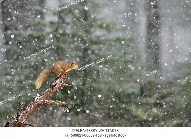 Red squirrel (Sciurus vulgaris) caught in a late snow flurry. Black Isle, Scotland, UK. March 2015