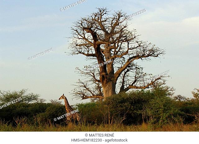 Senegal, Bandia Reserve, giraffe