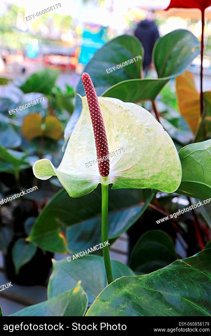 Vertical photo of the white leaf on a Flamingo plant