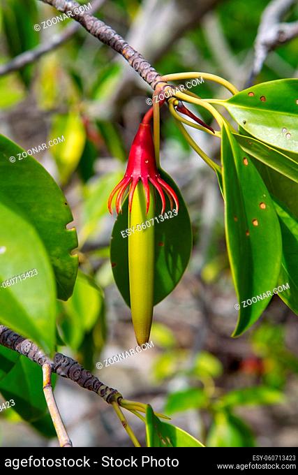 Frucht des Mangrovenbaums Large-Leafed Orange Mangrove (Bruguiera gymnorhiza) auf Curieuse, Seychellen. Large-Leafed Orange Mangrove (Bruguiera gymnorhiza) on...