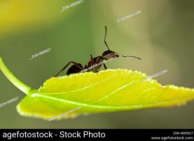 A Black Ant standing on a Leaf