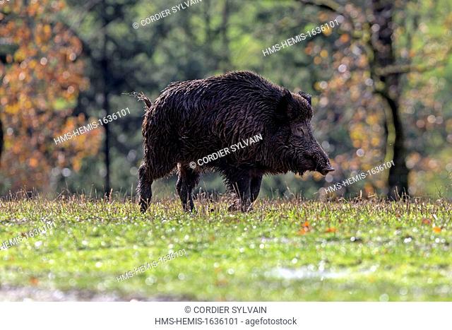 France, Haute Saone, Private park, Wild Boar (Sus scrofa)