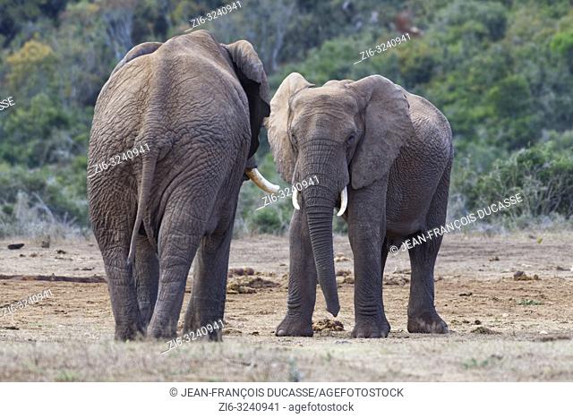 African bush elephants (Loxodonta africana), two adult males ready to play fighting, face to face, Addo Elephant National Park, Eastern Cape, South Africa