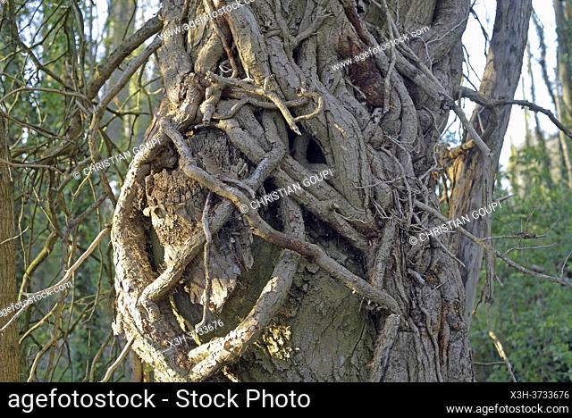 Large ivy vines climbing around the trunk of a tree, Eure-et-Loir department, Centre-Val-de-Loire region, France, Europe