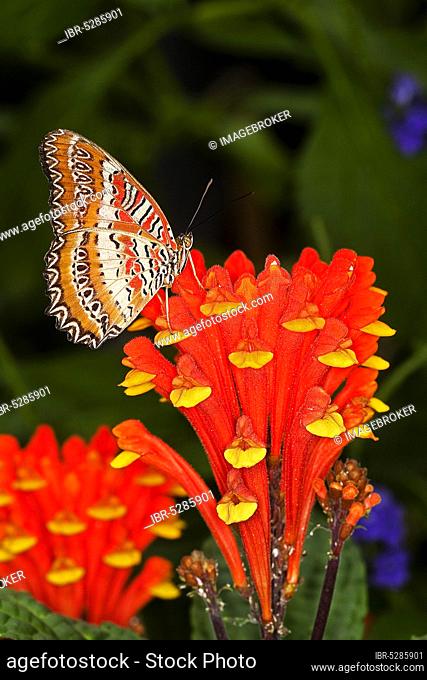 Lacewing Butterfly (cethosia biblis), Adult on Flower