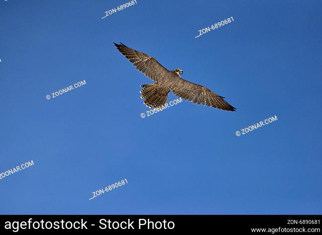 Peregrine falcon (Falco peregrinus) in fly