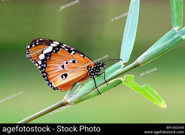 Small Monarchnic Monarch, african monarch (Danaus chrysippus), Common Tiger, Other animals, Insects, Butterflies, Animals Monarch adult, underside