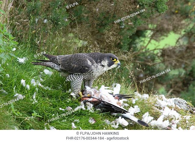 Peregrine Falcon Falco peregrinus adult female, at plucking site, feeding on Wood Pigeon, Wales, june