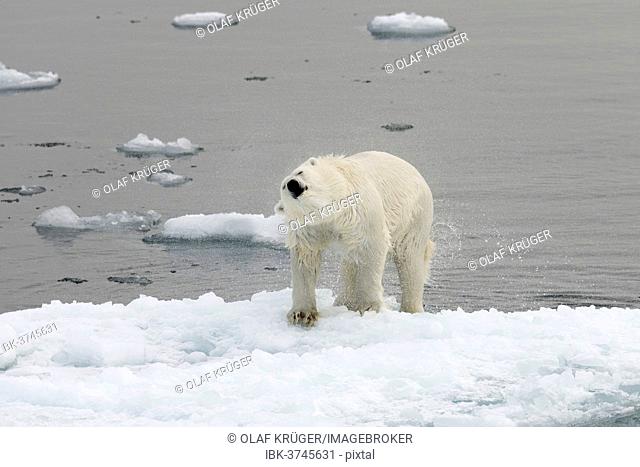 Polar Bear (Ursus maritimus) shaking off water on an ice floe, pack ice, Spitsbergen Island, Svalbard Archipelago, Svalbard and Jan Mayen, Norway