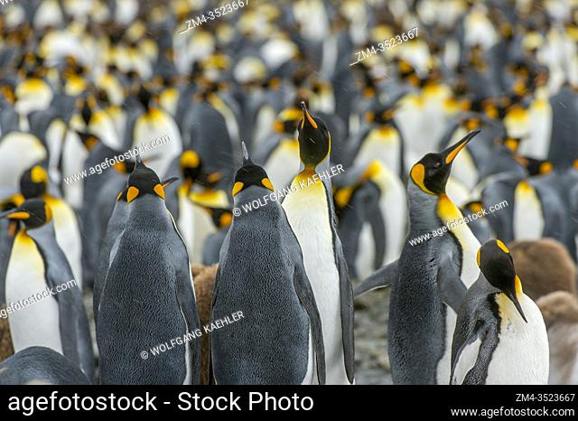 Courting King penguins (Aptenodytes patagonicus) at the King penguin colony at Salisbury Plain on South Georgia Island, Sub-Antarctica
