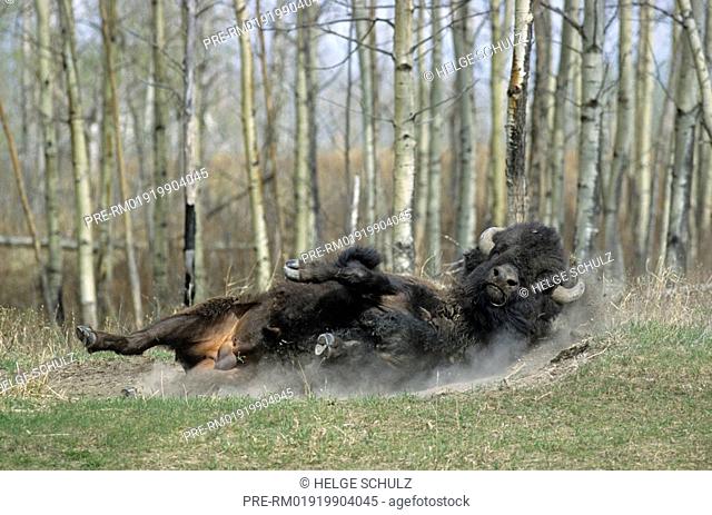 American Bison, bull, Plains Buffalo, Bison bison bison