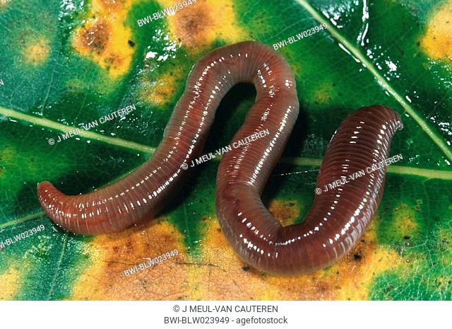common earthworm, earthworm, lob worm, dew worm, squirreltail worm, twachel Lumbricus terrestris, Belgium