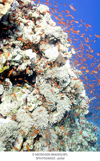 Massive coral formation attracting tropical fish in large numbers