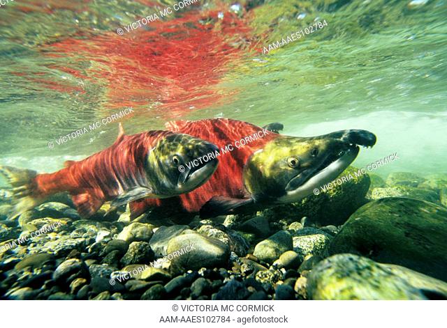 Red Salmon (Oncorhynchus nerka), males and females in spawning area, AK