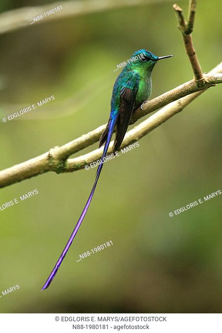 Long-tailed Sylph hummingbird San Eusebio Cloud Forest Merida Venezuela