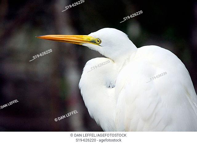 Snowy Egret (Egretta thula). Naples, Florida, USA