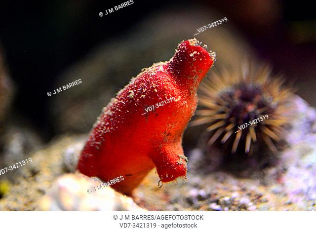 Red sea squirt (Halocynthis papillosa) is a filter ascidiacea