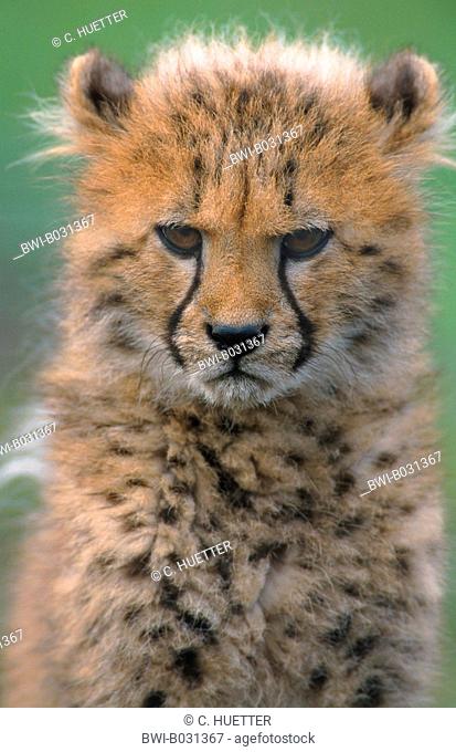 cheetah (Acinonyx jubatus), 3 months old cub, portrait