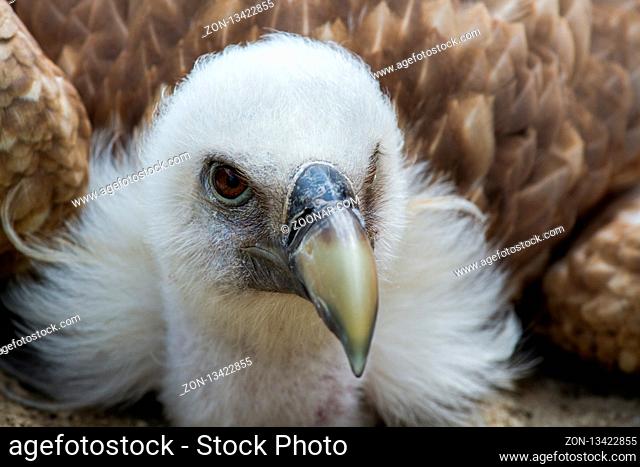 The Griffon vulture Gyps fulvus is a large Old World vulture in the bird of prey family Accipitridae. It is also known as the Eurasian griffon