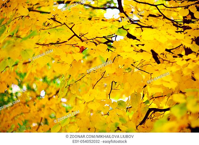 Golden linden tree with yellow leaves in autumn