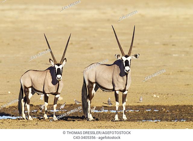 Gemsbok (Oryx gazella). Two males at a waterhole. Kalahari Desert, Kgalagadi Transfrontier Park, South Africa