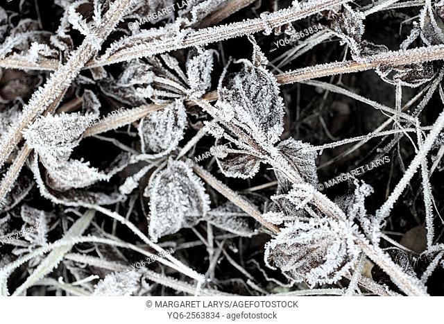 Leaves and plants covered with frost