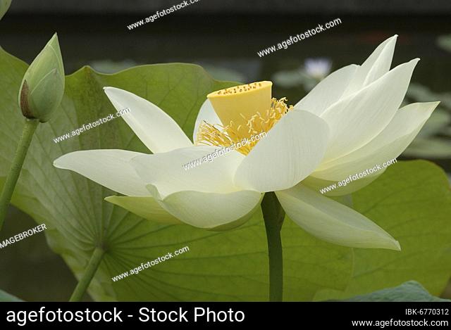 Indian lotus (nelumbo nucifera)