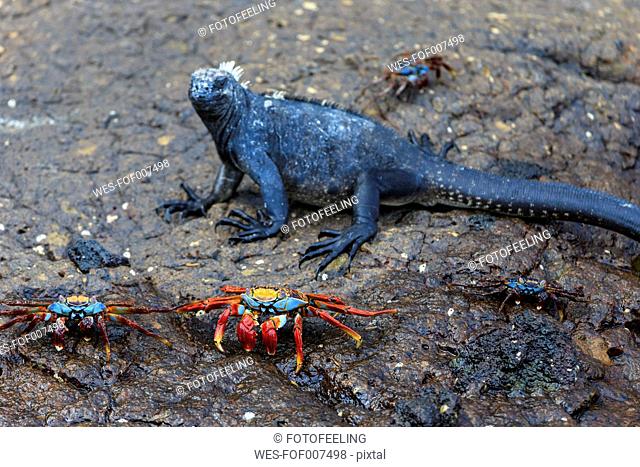 Ecuador, Galapagos Islands, Isabela, red rock crabs and marine iguana