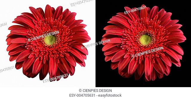Burgundy flower isolated with clippingpath