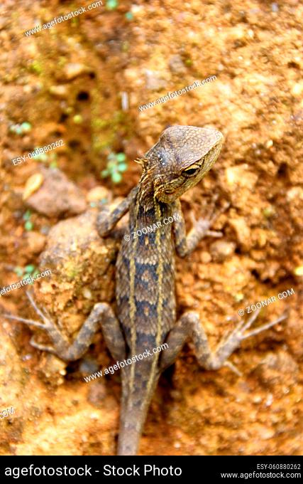 Lizards agamids of Sri Lanka. Probably Morningside Lizard or Desilva's Lizard (Calotes desilvai) female. December. Head portrait