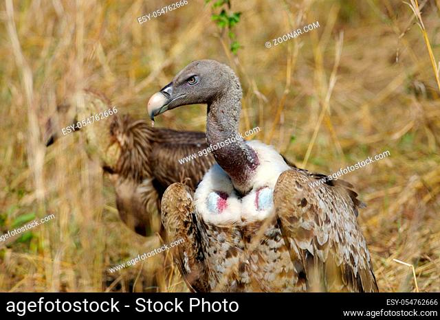 African Vultures