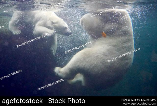 18 December 2023, Hamburg: Polar bear girl Anouk (l) swims with mother Victoria in the polar bear enclosure in the Arctic Ocean at Hagenbeck Zoo