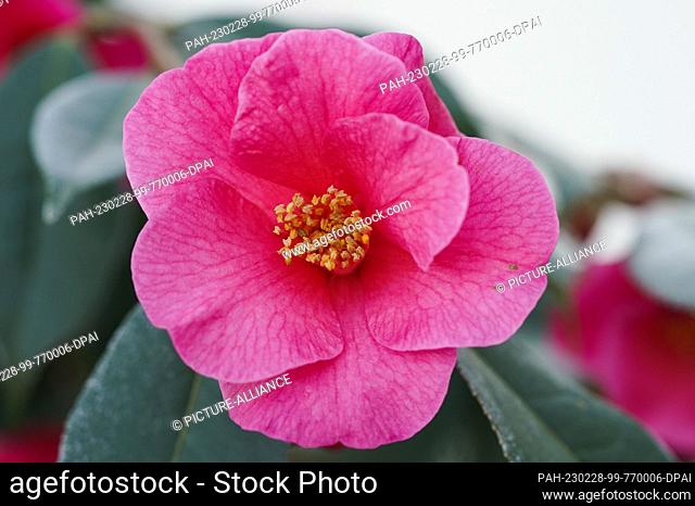 PRODUCTION - 27 February 2023, Baden-Württemberg, Mannheim: A camellia flower of the ""Crimson Candles"" variety hangs from a camellia bush in Luisenpark