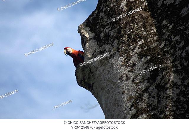 A Scarlet Macaw stands in its nest made in the hole of a tree in the Las Guacamayas Eco-tourist Center in the Montes Azules Biosphere Reserve in Chiapas, Mexico