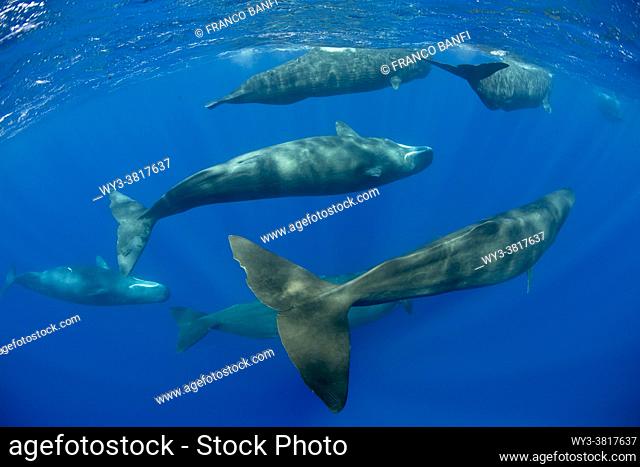 Pod of sperm whale, (Physeter macrocephalus), Vulnerable (IUCN), The sperm whale is the largest of the toothed whales. Sperm whales are known to dive as deep as...