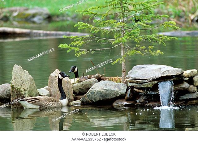 Canada Geese (Branta canadensis), Pair, Adirondacks, New York