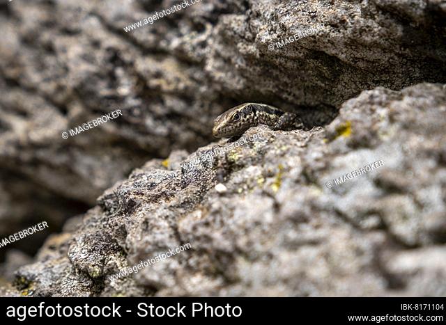 Madeira lizard or madeiran wall lizard (Teira dugesii), endemic, Madeira, Portugal, Europe