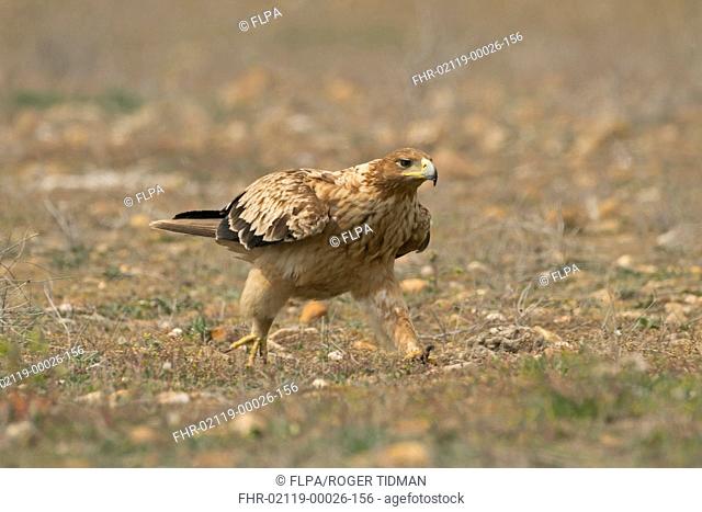 Spanish Imperial Eagle (Aquila adalberti) immature, running, Castilla y Leon, Spain, March