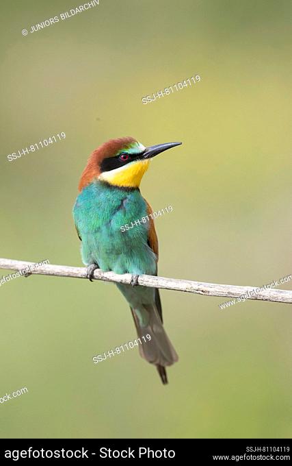 European Bee-eater (Merops apiaster) perched on a twig, Germany
