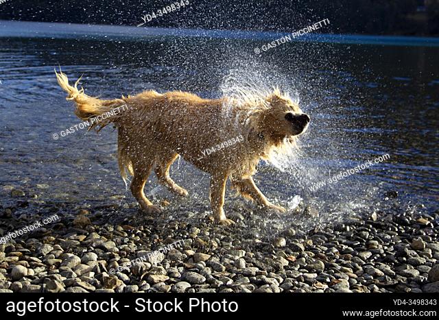 San Carlos of Bariloche, Rio Negro, Argentina. August 24 2018: Golden Retriever shaking to dry after getting into the water, Gutierrez Lake, Bariloche