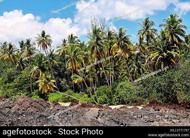 View of Coconut palm trees in tropical beach, asia