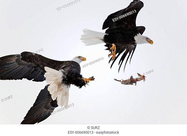 Eagles fight in the air. Two Bald Eagles (Haliaeetus leucocephalus washingtoniensis ) fight in air because of a piece of fish