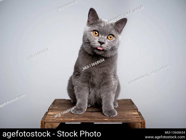 6 month old blue british shorthair kitten sitting on wooden crate sticking out tongue making funny face with copy space