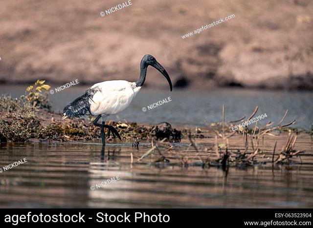 African sacred ibis in shallows lifting foot
