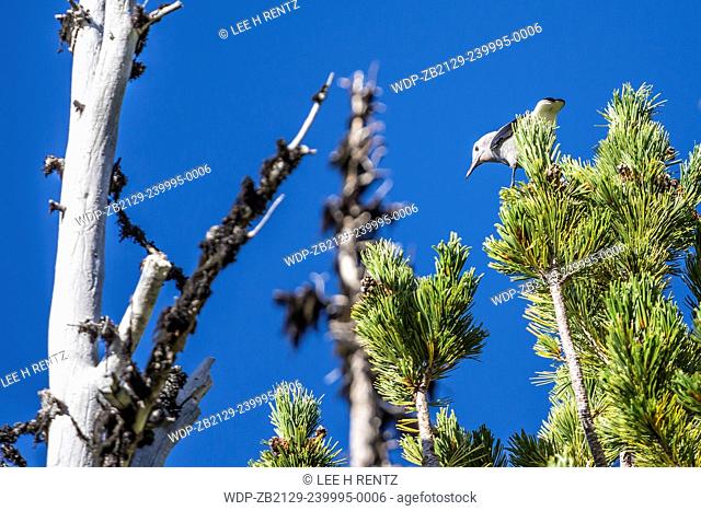 Clark's Nutcracker, Nucifraga columbiana, feeding in grove of Whitebark Pine, Pinus albicaulis, near timberline in Mt. Adams Wilderness