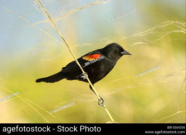 Red-winged Blackbird (Agelaius phoeniceus), Red-winged Blackbird, Songbirds, Animals, Birds, Red-winged Blackbird adult male, perched on graß stem