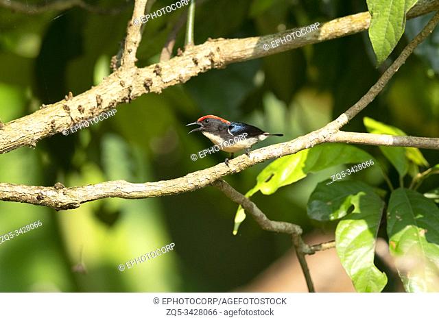 Scarlet-backed flowerpecker, Dicaeum cruentatum, Maguri, Beel, Assam, India