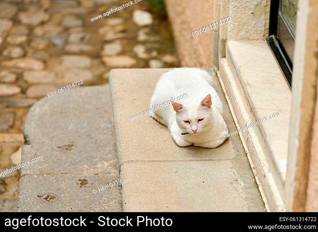 white cat on the steps of a house in the old town of Krk in Croatia