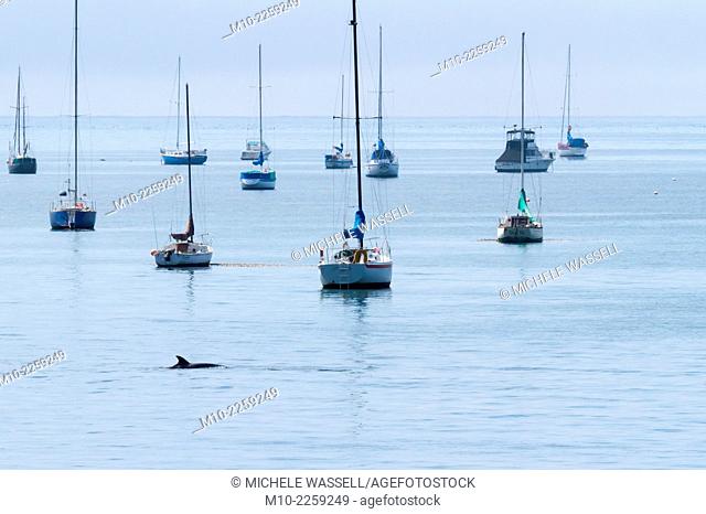 Bottlenose Dolphins in Port of San Luis, Avila Beach, California, USA